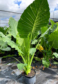 14" Alocasia Calidora